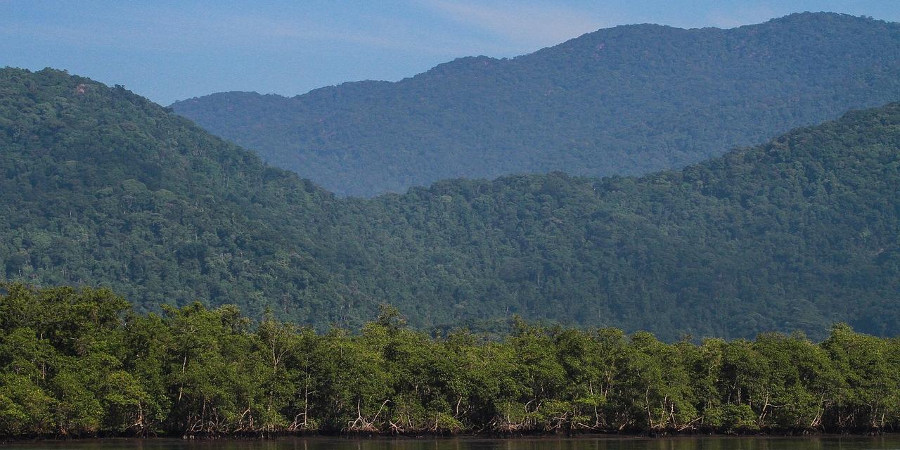 atlantic-forest-4569459_1280